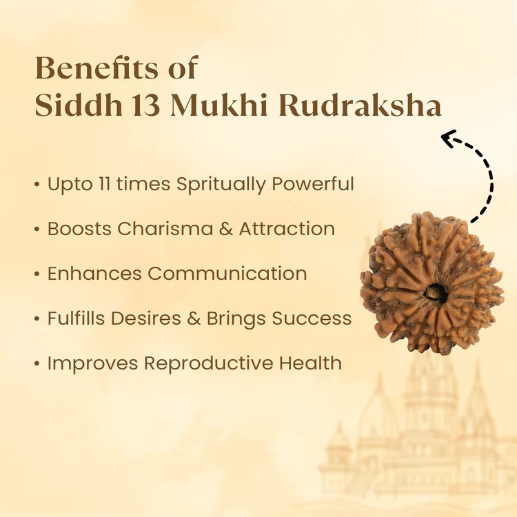 13 Mukhi Nepali Rudraksha - Image 2