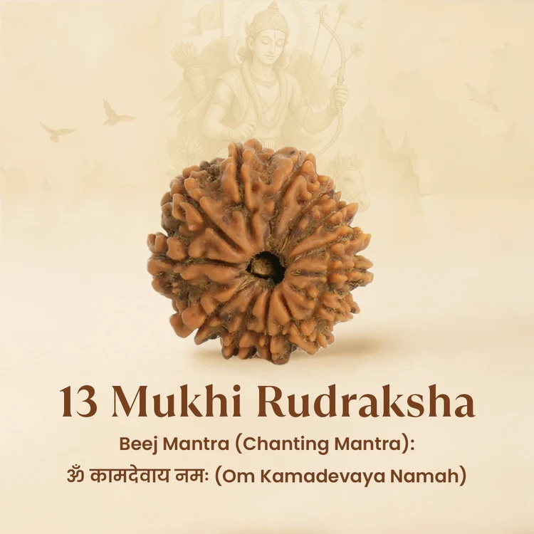 13 Mukhi Nepali Rudraksha - Image 3