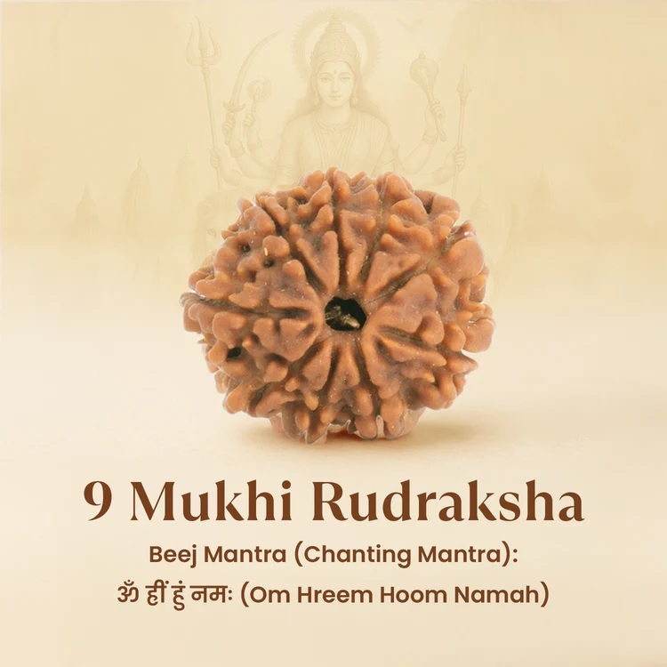 9 Mukhi Nepali Rudraksha - Image 3