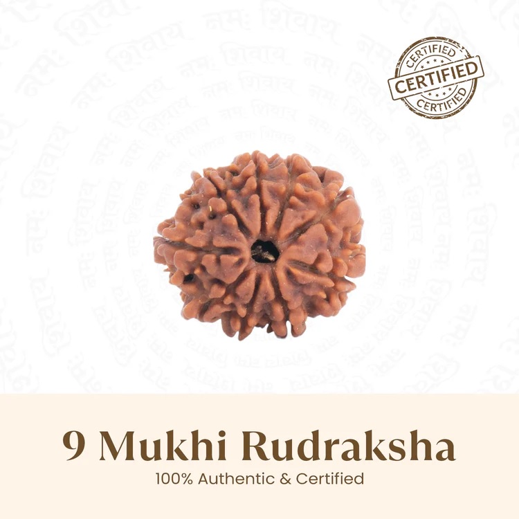 9 Mukhi Nepali Rudraksha - Image 4