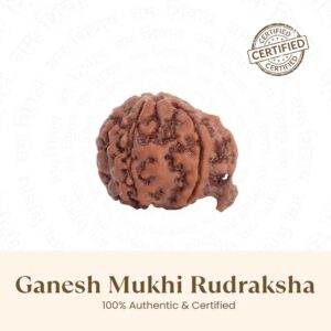 Ganesha Mukhi Rudraksha Bead