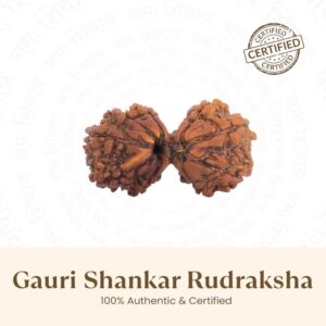 Gauri Shanker Rudraksha Bead