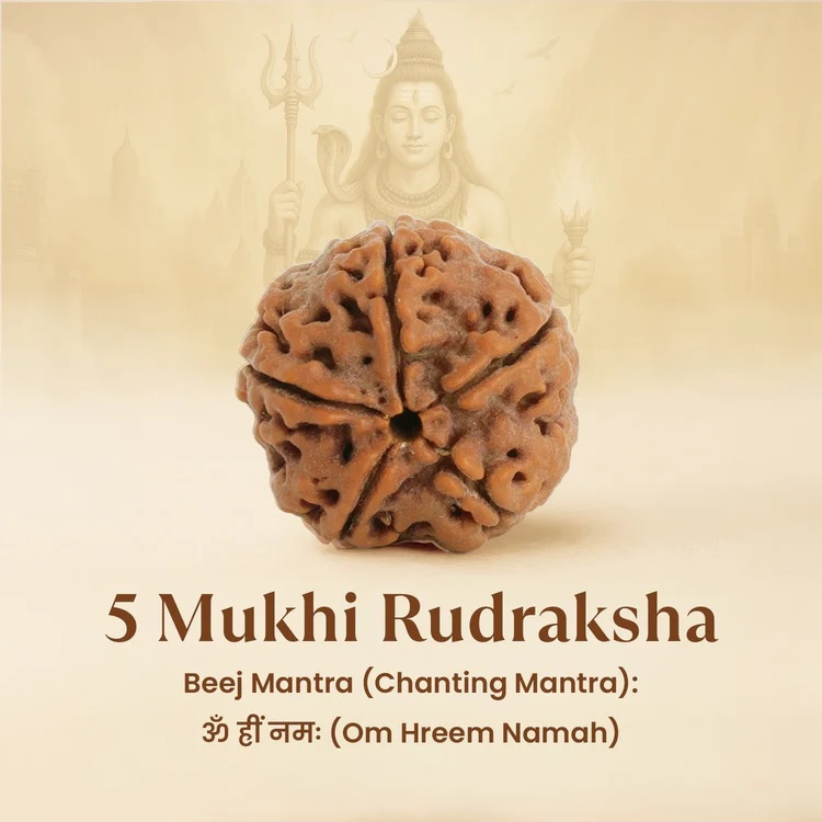 5 Mukhi Nepali Rudraksha - Image 2