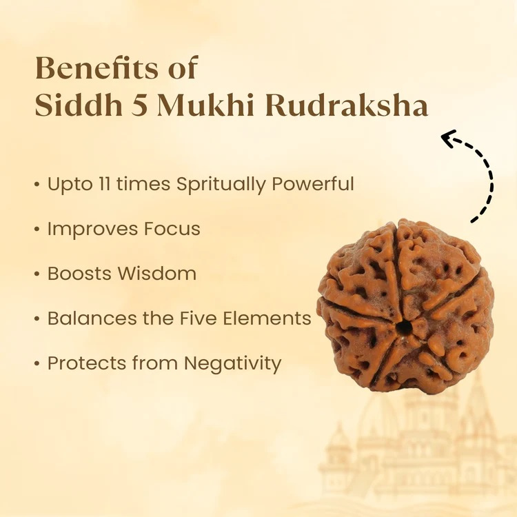 5 Mukhi Nepali Rudraksha - Image 3
