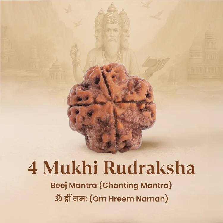 4 Mukhi Nepali Rudraskha - Image 2