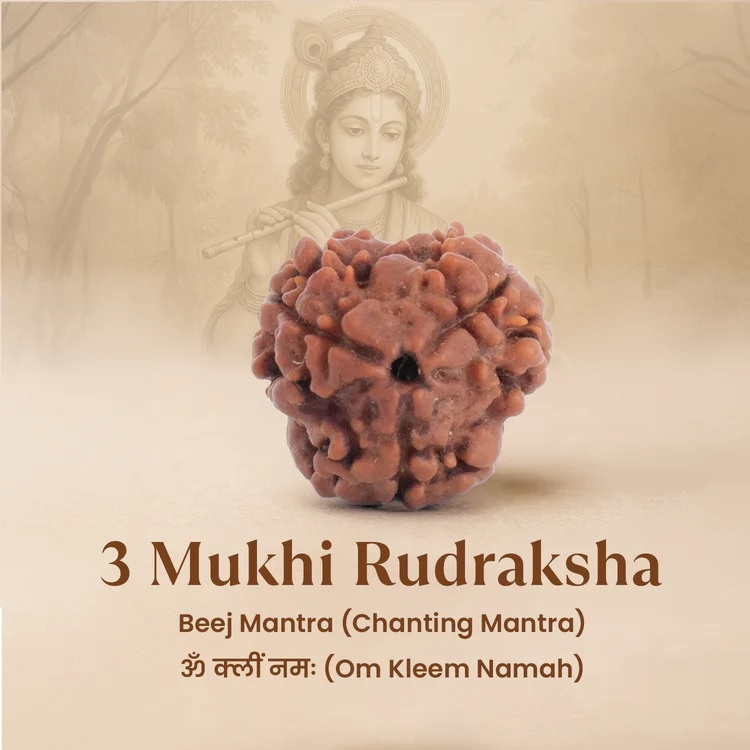 3 Mukhi Nepali Rudraksha - Image 4