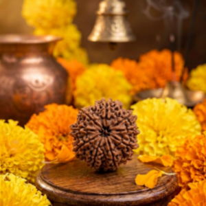 9 Mukhi Nepali Rudraksha