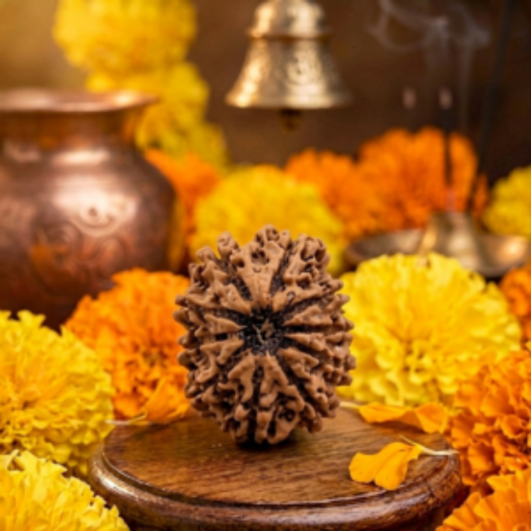 10 Mukhi Nepali Rudraksha