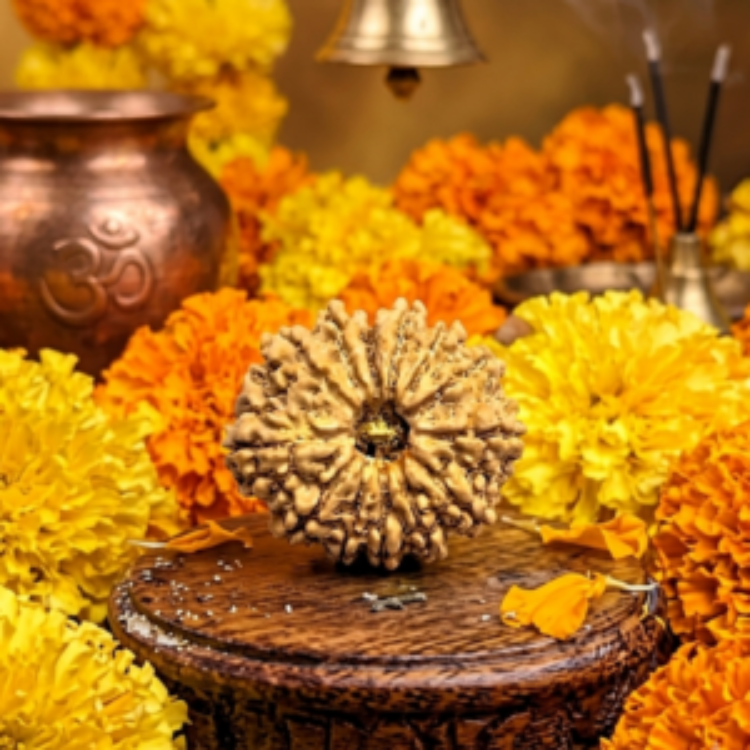 13 Mukhi Nepali Rudraksha